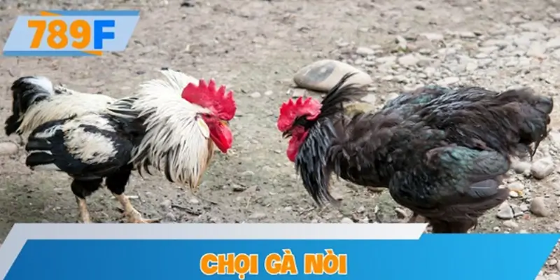 Chọi gà nòi - Tinh hoa võ thuật tại sảnh WS168