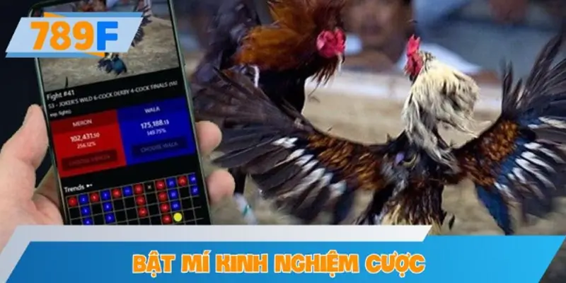 Bật mí kinh nghiệm cược theo trọng lượng và giống gà