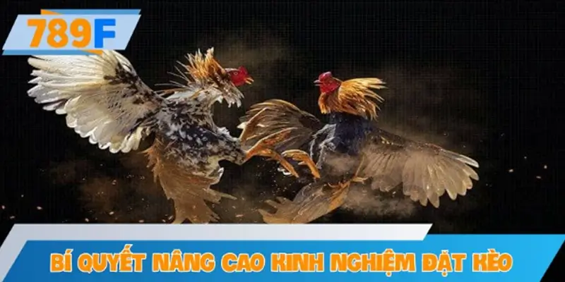 Bí quyết nâng cao kinh nghiệm đặt kèo đá gà trực tuyến