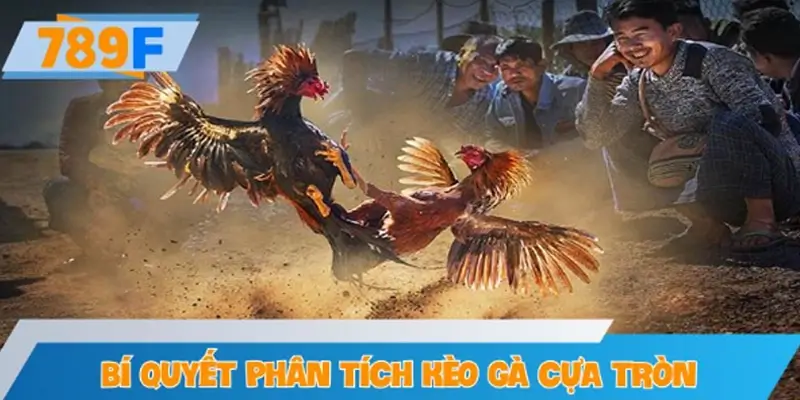 Bí quyết phân tích kèo gà cựa tròn từ cao thủ kỳ cựu
