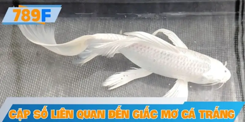 Các cặp số vàng liên quan đến giấc mơ thấy cá trắng