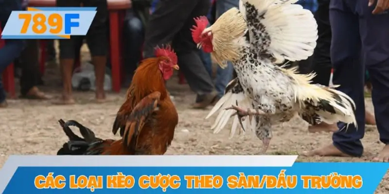 Các loại kèo cược theo sàn/đấu trường phổ biến tại 789F
