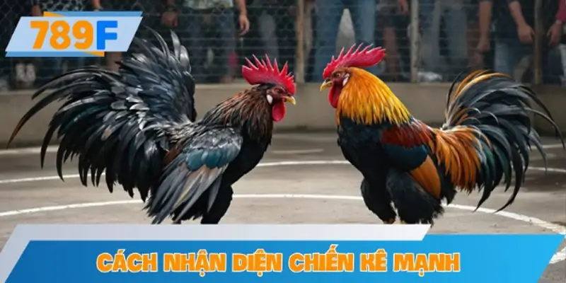 Cách nhận diện chiến kê mạnh khi theo kèo gà tre