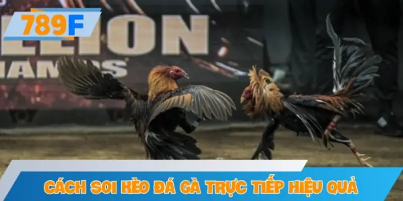 Cách soi kèo đá gà trực tiếp hiệu quả nhất tại nhà cái 789F