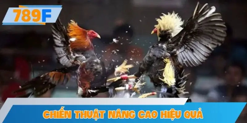 Chiến thuật nâng cao hiệu quả khi chơi kèo gà nòi