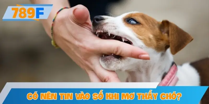 Có nên tin vào con số luận giải mơ thấy chó đánh số gì?