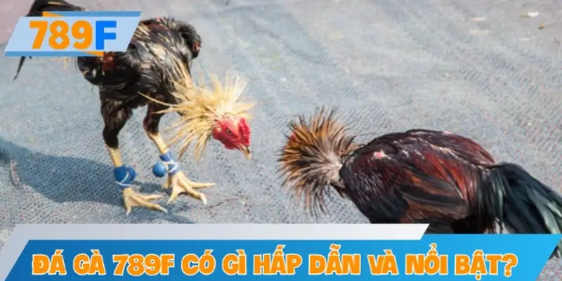 Đá gà 789F có gì hấp dẫn và nổi bật?