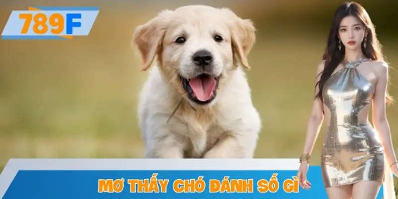Đi Tìm Câu Trả Lời Mơ Thấy Chó Đánh Số Gì Tại 789F