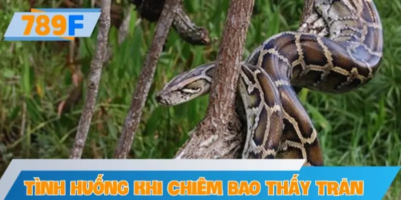 Giải mã các tình huống khi chiêm bao thấy trăn