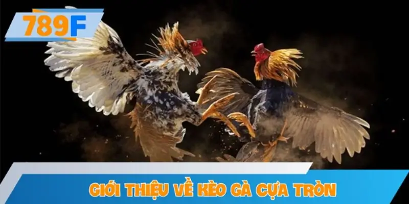 Giới thiệu về kèo gà cựa tròn