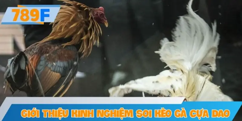Giới thiệu về kinh nghiệm soi kèo gà cựa dao