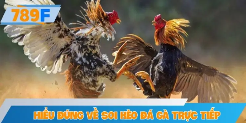 Hiểu đúng về soi kèo đá gà trực tiếp
