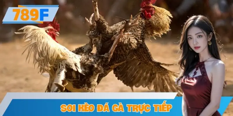Hướng Dẫn Soi Kèo Đá Gà Trực Tiếp (Live Betting) Tại 789F