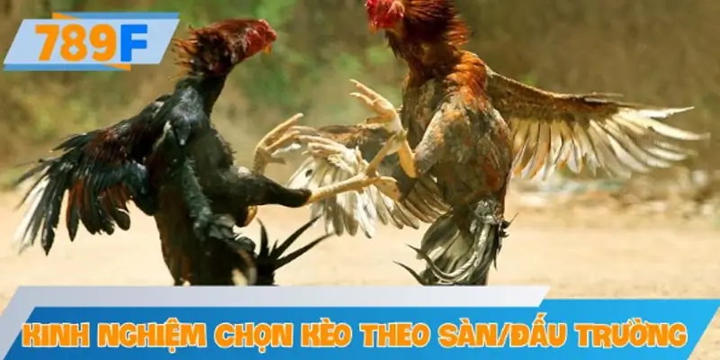 Kinh nghiệm chọn kèo theo sàn đấu trường cho tân thủ