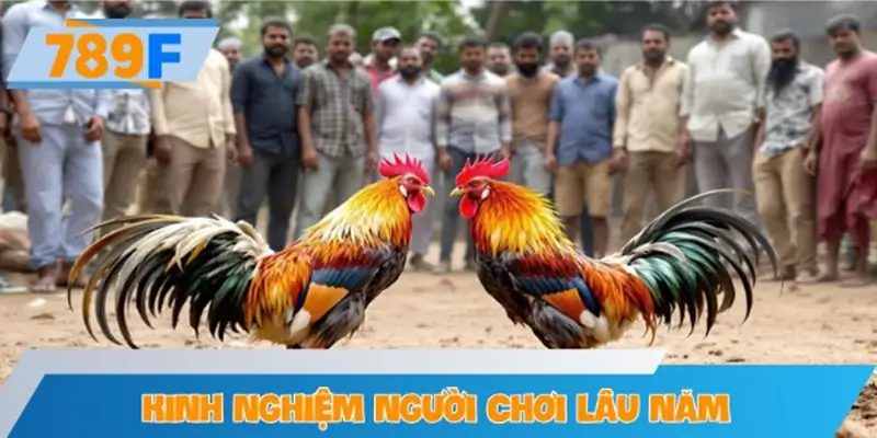 Kinh nghiệm người chơi lâu năm về kèo gà tre