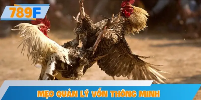 Mẹo quản lý vốn thông minh khi tham gia cược đá gà
