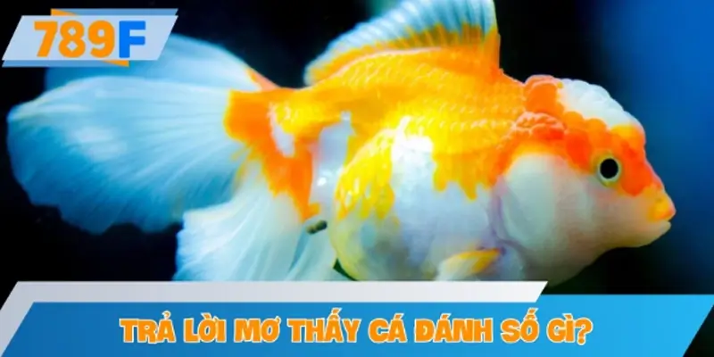 Mơ thấy cá đánh số gì? – Giải mã theo từng trường hợp
