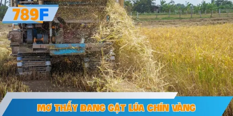 Mơ thấy đang gặt lúa chín vàng