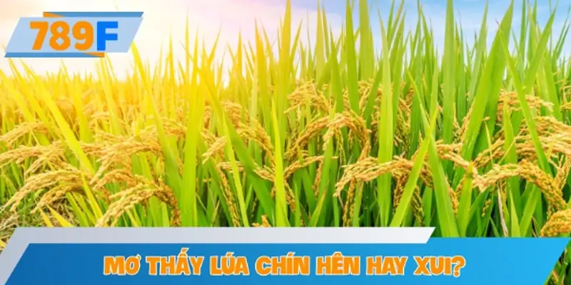 Mơ thấy lúa chín hên hay xui?