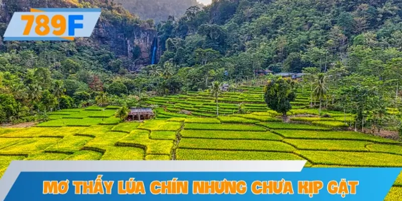 Mơ thấy lúa chín nhưng chưa kịp gặt
