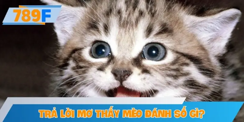 Mơ thấy mèo đánh số gì? Tổng hợp con số chuẩn nhất