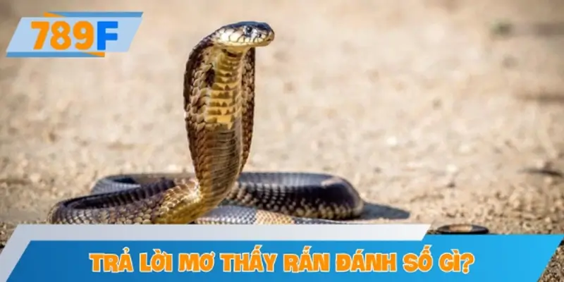 Mơ thấy rắn đánh số gì? Bộ số ứng với từng trường hợp