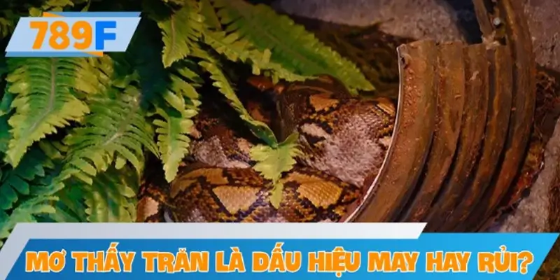 Mơ thấy trăn là dấu hiệu may hay điềm rủi?