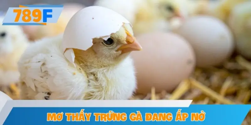 Mơ thấy trứng gà đang ấp nở