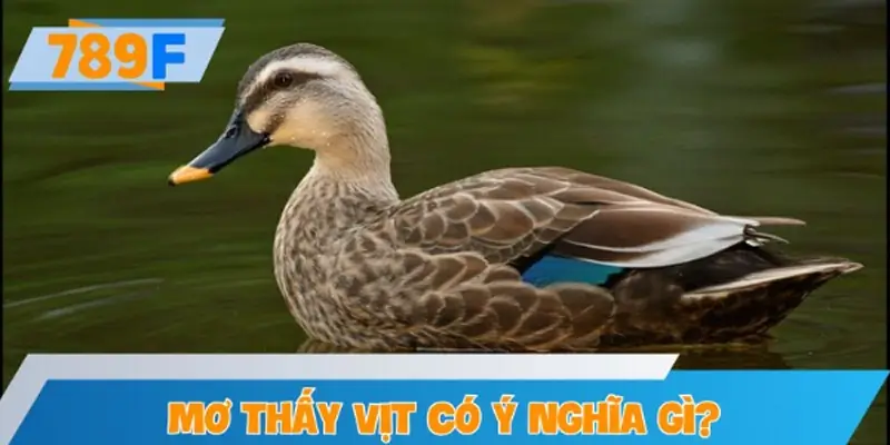 Mơ thấy vịt có ý nghĩa gì?