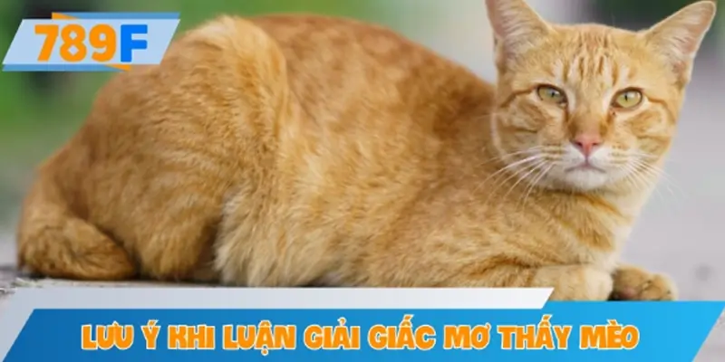 Những lưu ý khi luận giải giấc mơ thấy mèo