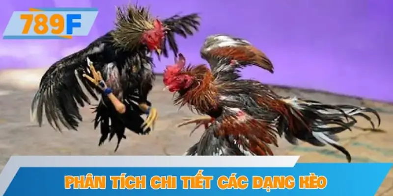 Phân tích chi tiết các dạng kèo theo lịch sử đá gà