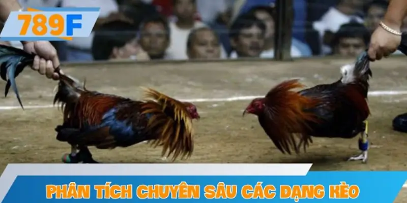 Phân tích chuyên sâu các dạng kèo gà nòi người chơi nên biết