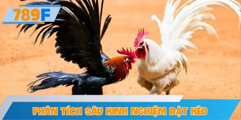 Phân tích sâu kinh nghiệm đặt kèo đá gà trực tuyến