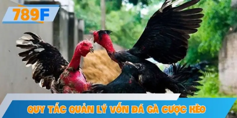 Quy tắc quản lý vốn đá gà cược kèo thông minh