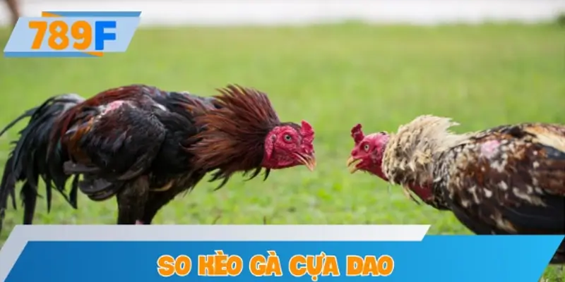 So kèo gà cựa dao - Chiến thuật và tỷ lệ thắng cao
