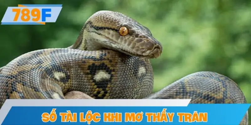 Số tài lộc tương ứng với từng giấc mơ thấy trăn