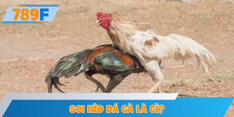 Soi kèo đá gà là gì?