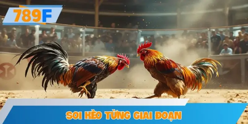 Soi kèo phong độ gà và chiến kê đối thủ từng giai đoạn
