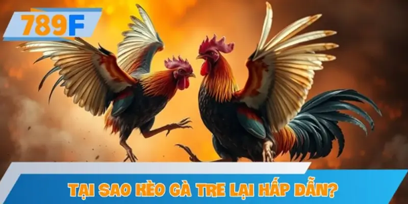 Tại sao kèo gà tre lại hấp dẫn người chơi?