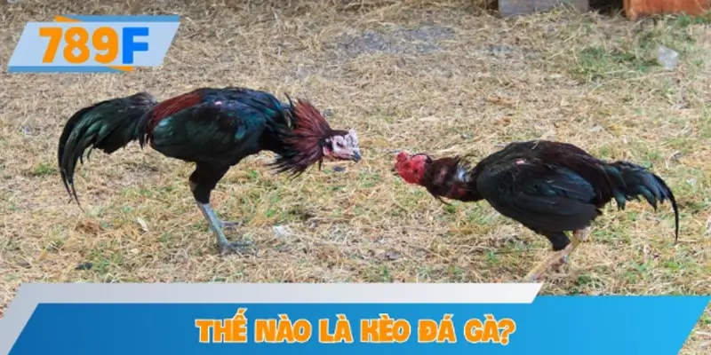 Thế nào là kèo đá gà?