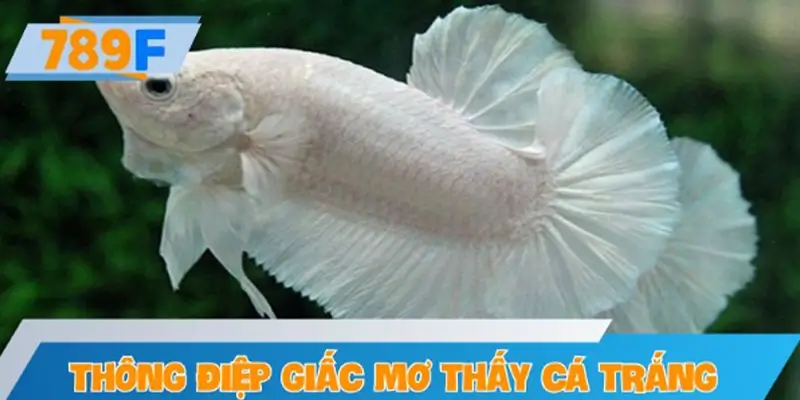 Thông điệp từ giấc mơ thấy cá trắng theo từng bối cảnh