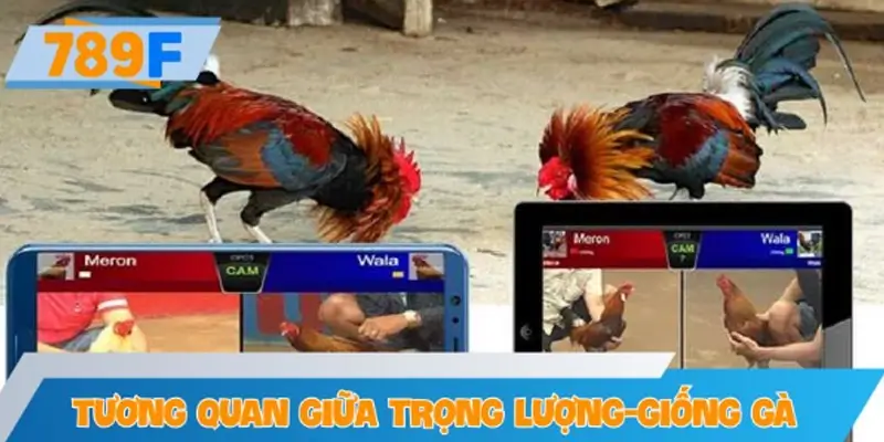 Tương quan giữa trọng lượng và giống gà khi soi kèo