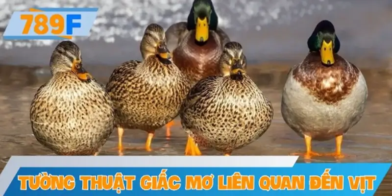 Tường thuật chi tiết các giấc mơ liên quan đến vịt