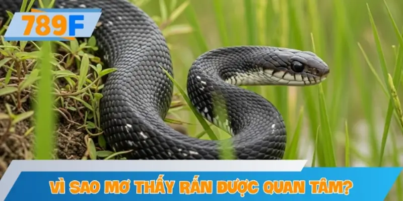 Vì sao giấc mơ thấy rắn đánh số gì được quan tâm?