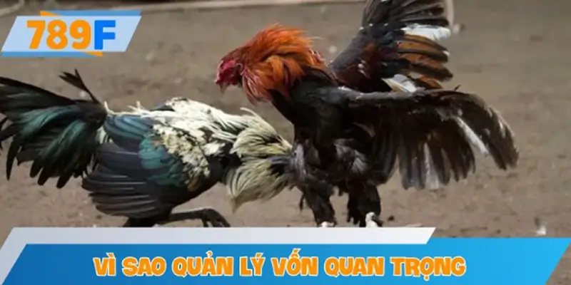 Vì sao quản lý vốn quan trọng trong đá gà cược kèo?