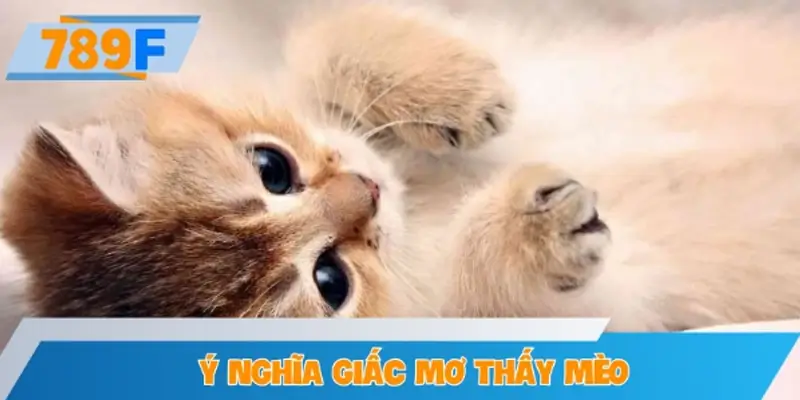 Ý nghĩa chung của giấc mơ thấy mèo