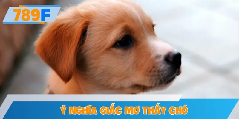 Ý nghĩa của giấc mơ liên quan đến loài chó