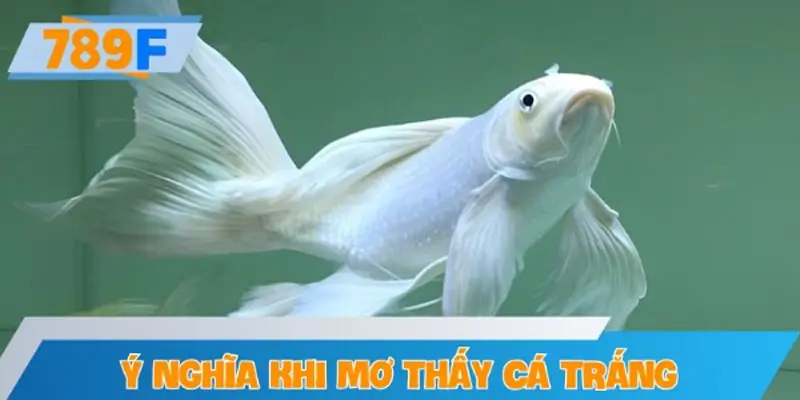 Ý nghĩa linh nghiệm khi mơ thấy cá trắng