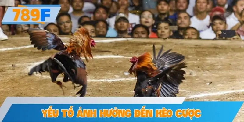 Yếu tố ảnh hưởng đến kèo theo sàn đấu trường